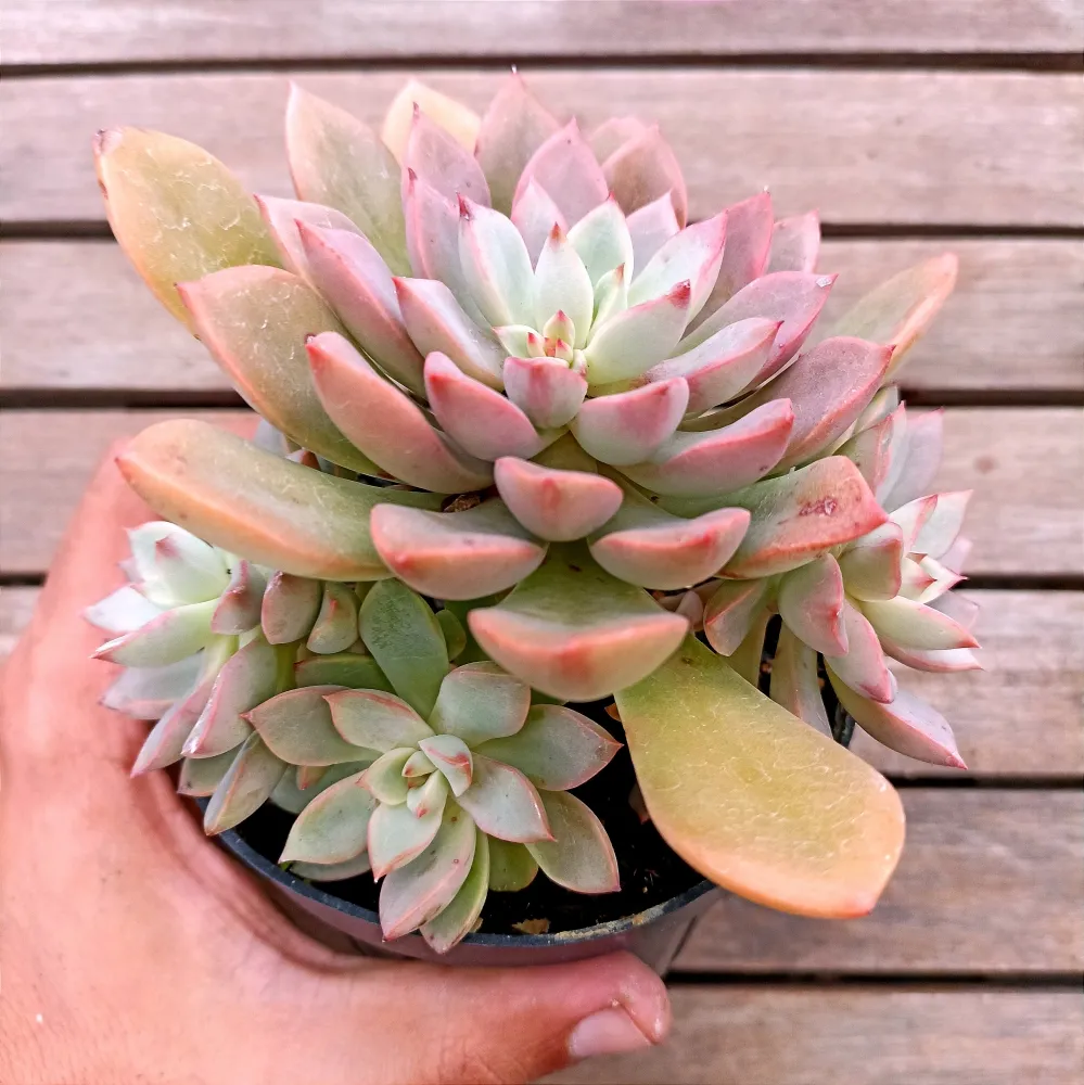 Echeveria híbrida rosada (colônia única - vaso11)