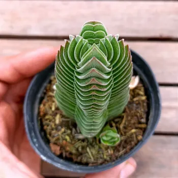 Crassula 