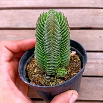 Crassula 'Templo de Buda' (vaso9) - Foto 2