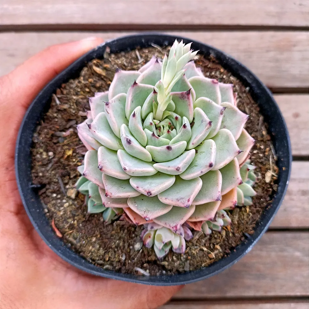 Echeveria 