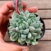 Echeveria híbrida azulada (única - vaso9)