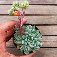 Echeveria híbrida azulada (única - vaso9) - Foto 2