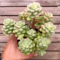 Echeveria macdougallii (vaso9)
