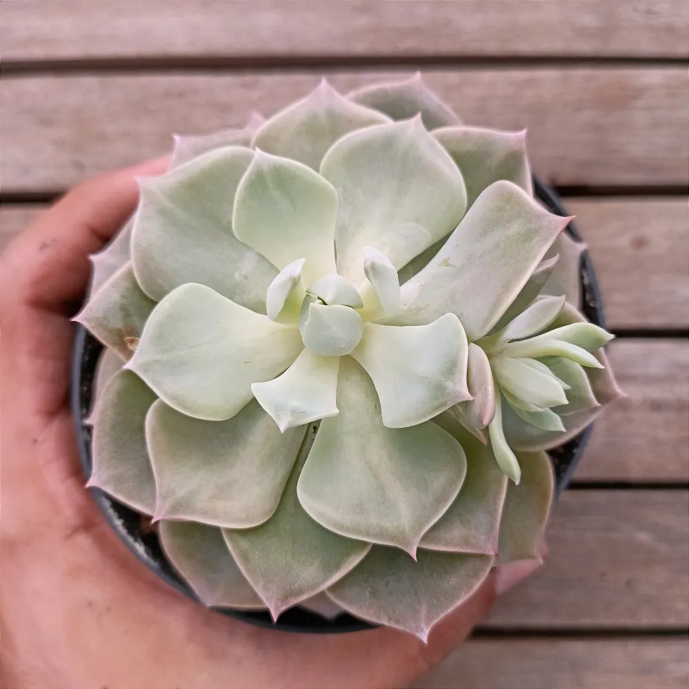 Graptoveria 