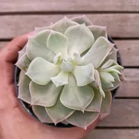 Graptoveria 'Cubanita' (vaso11)