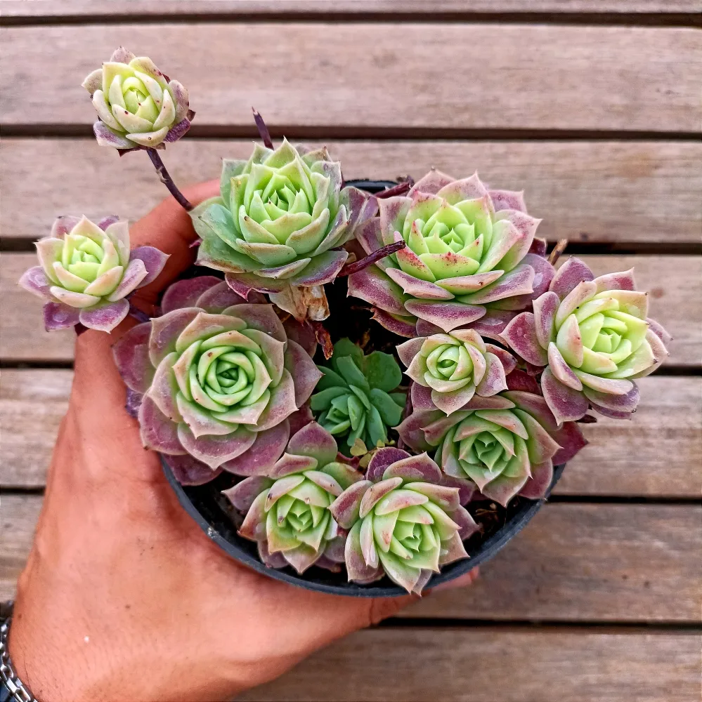 Graptoveria 