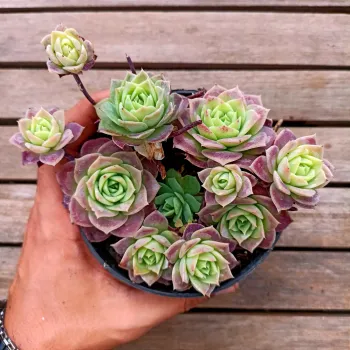 Graptoveria 