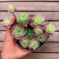 Graptoveria 'Jadeita' (colônia - vaso11)