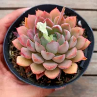 Echeveria híbrida rosa (vaso11)