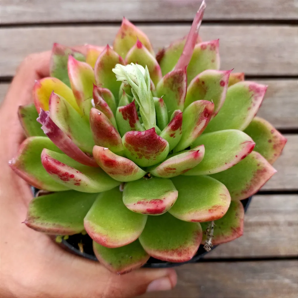 Echeveria Agavoides X Elisha (vaso11)