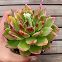 Echeveria Agavoides X Elisha (vaso11)