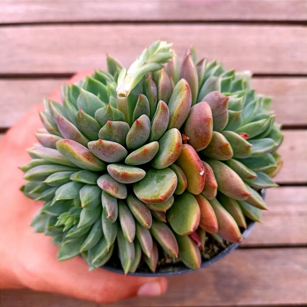 Echeveria setosa híbrida escura (colônia única - vaso11)