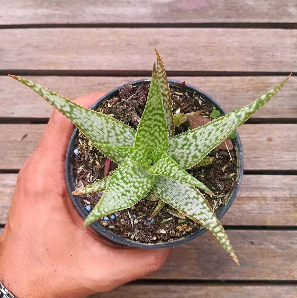 Aloe híbrida verde e branca (vaso11)