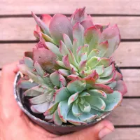 Echeveria 'Amistar' monstruosa (colônia - vaso11)