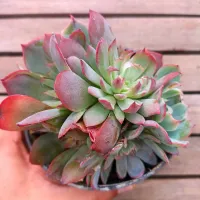 Echeveria 'Amistar' monstruosa (colônia - vaso11) - Foto 2