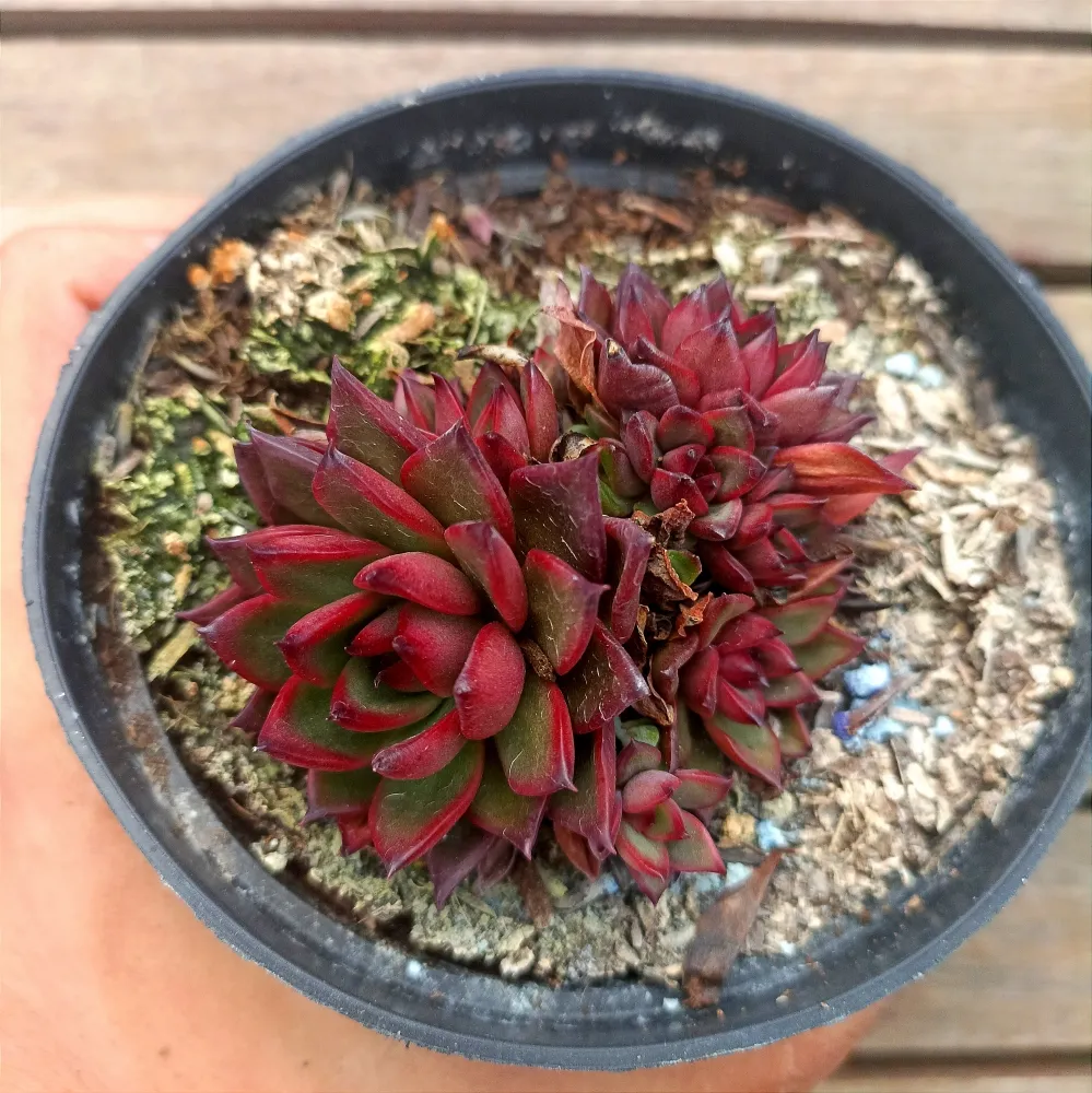 Echeveria agavoides 
