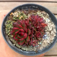 Echeveria agavoides 'Benimusine' (colônia - vaso9)