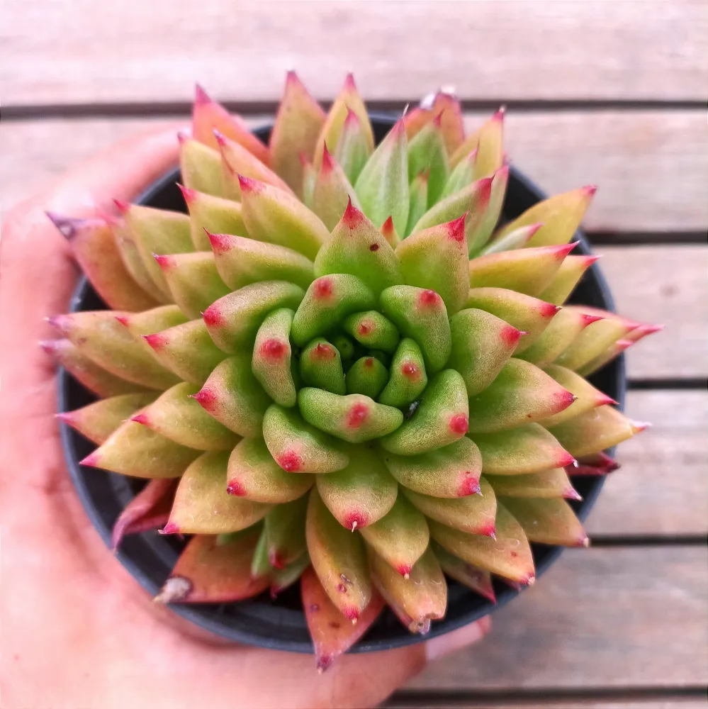 Echeveria agavoides pontas vermelhas (vaso11) Imagem