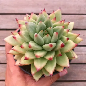 Echeveria agavoides pontas vermelhas (vaso11) - Foto 2