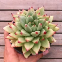 Echeveria agavoides pontas vermelhas (vaso11) - Foto 2