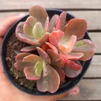 Echeveria gibbiflora híbrida variegata (colônia - vaso11)