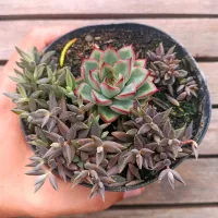 Lenophyllum texensis + echeveria (vaso11)