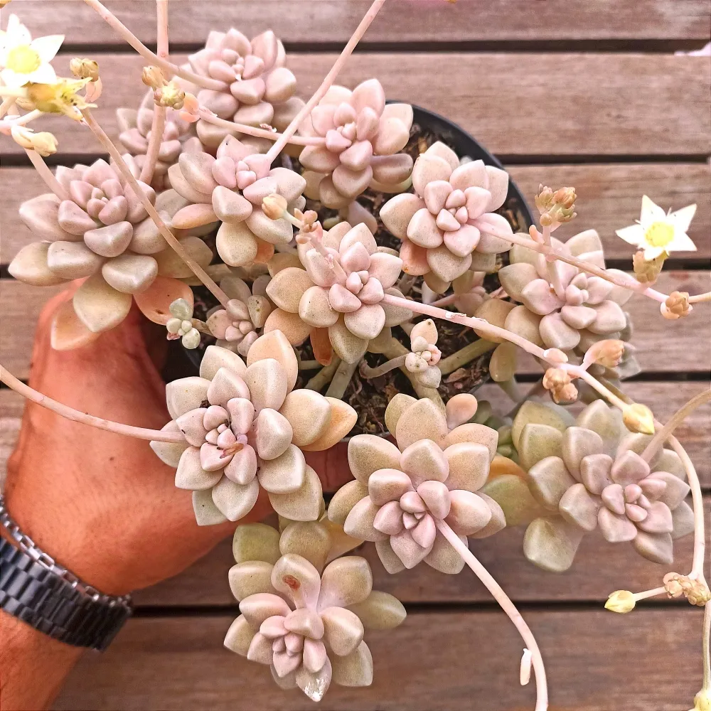 Graptopetalum mendonzae (vaso11 cheio)