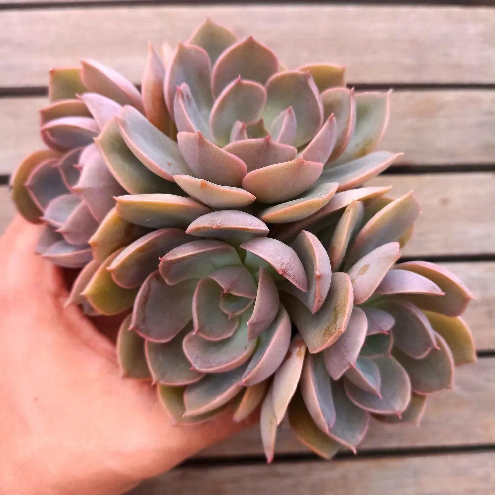 Echeveria 