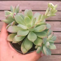 Echeveria pulvinata híbrida (2 rosetas - vaso11)