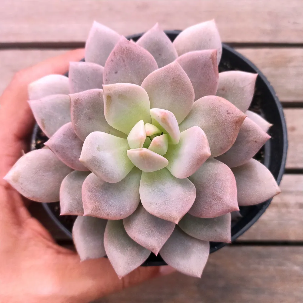 Graptoveria 