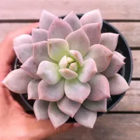 Graptoveria 'Debbie' híbrida (vaso11)