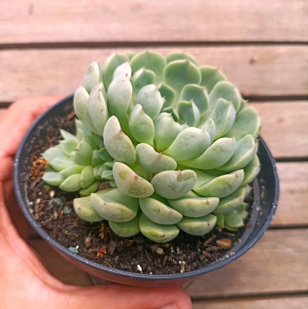 Echeveria 