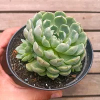 Echeveria 'Red Coat' (colônia - vaso11) - Foto 2