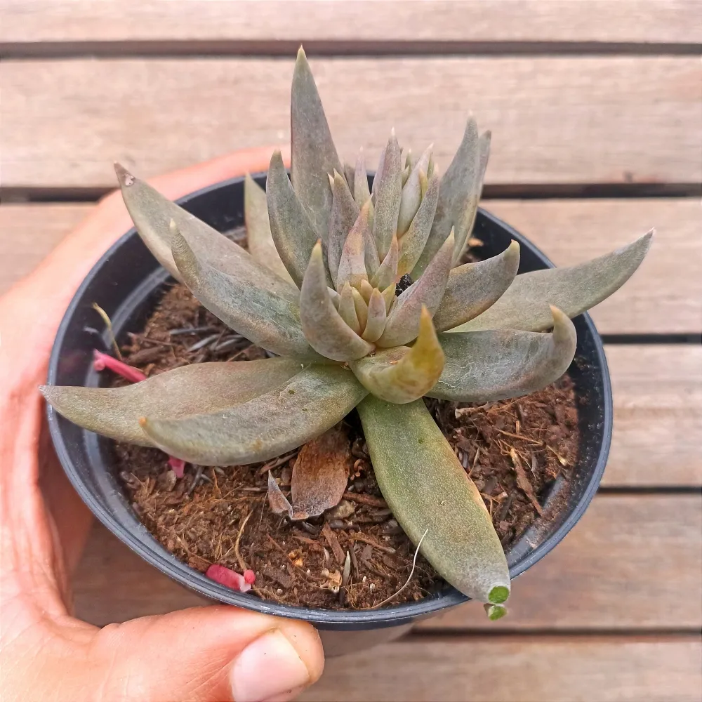 Echeveria unguiculata híbrida (única - vaso11) Imagem
