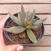 Echeveria unguiculata híbrida (única - vaso11)