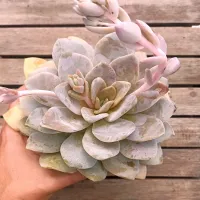 Echeveria 'Valentina' rosada (vaso11)