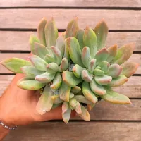 Pachyphytum manchas rosadas (colônia única - vaso11)