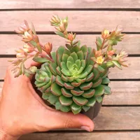 Sedeveria 'Darley Dale' (vaso11)