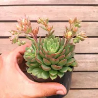 Sedeveria 'Darley Dale' (vaso11) - Foto 2