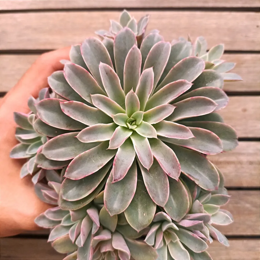 Echeveria 