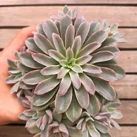 Echeveria 'Fantastic Fontain' (2 rosetas  - vaso11)