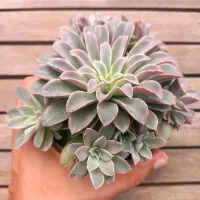 Echeveria 'Fantastic Fontain' (2 rosetas  - vaso11) - Foto 2