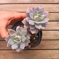 Graptoveria 'Violet Magic' (2 rosetas - vaso11)