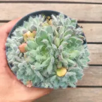 Echeveria setosa var. deminuta (colônia - vaso11)