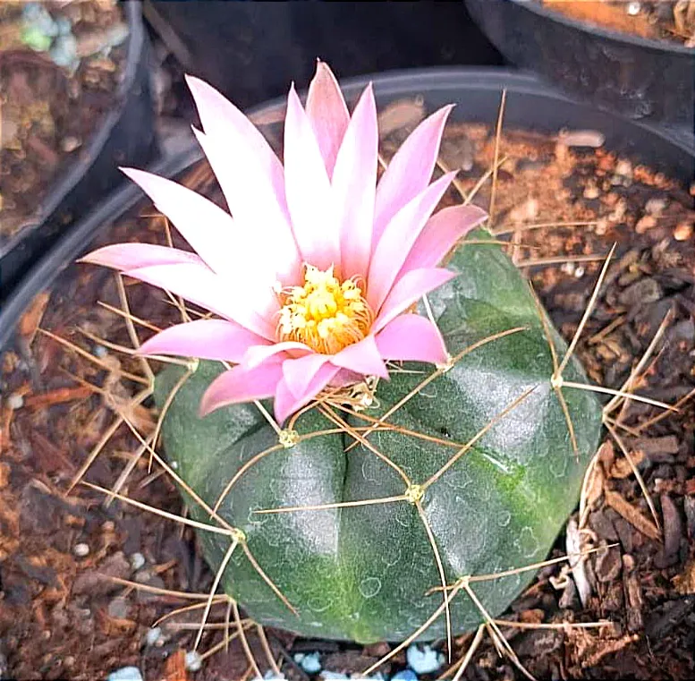 Echinocereus knippelianus (flor rosa - vaso11)