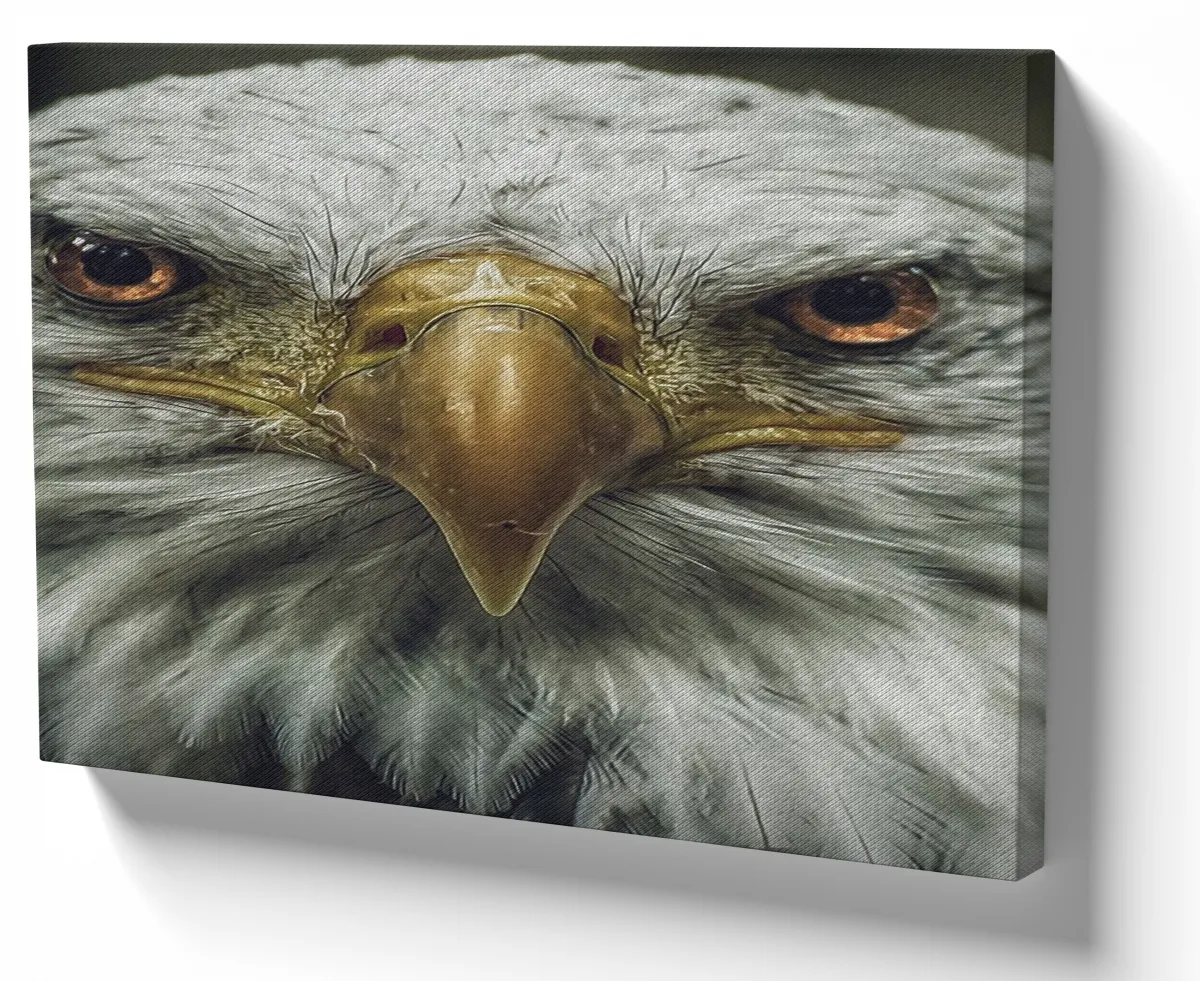 Quadro decorativo tela Águia careca Imagem