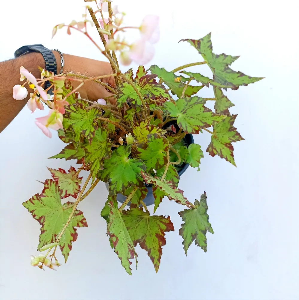 Begonia 