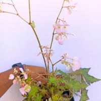 Begonia 'Leopon' (vaso15) - Foto 2
