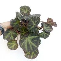 Begônia 'Pele de Sapo' (vaso15)