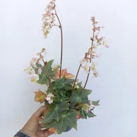 Begônia 'Gunmetal' (vaso15)